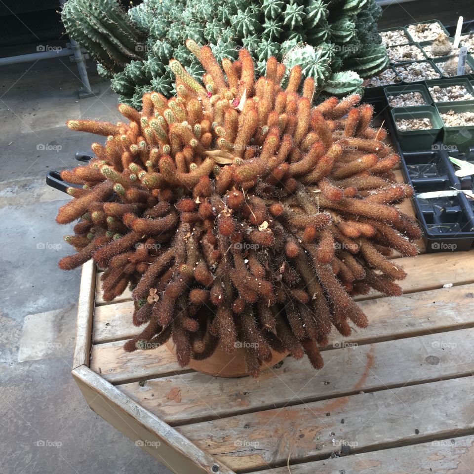Cactus
