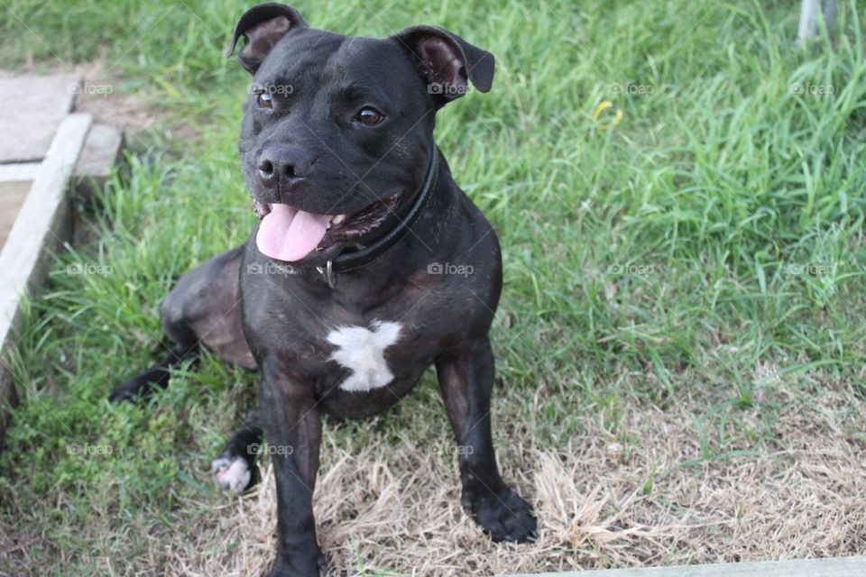 Male English Staffy