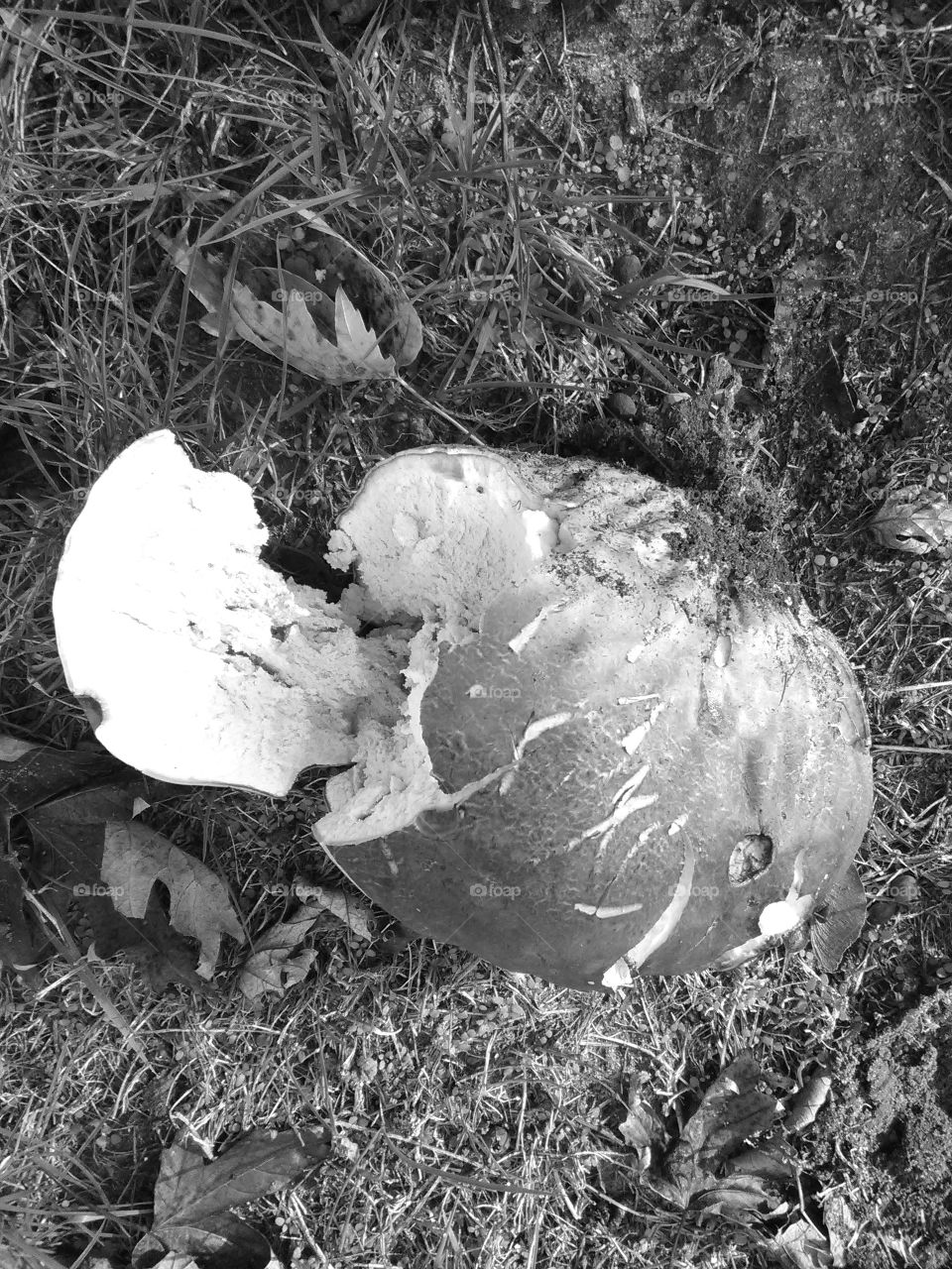 medium size brown puffball mushroom fungi picked!