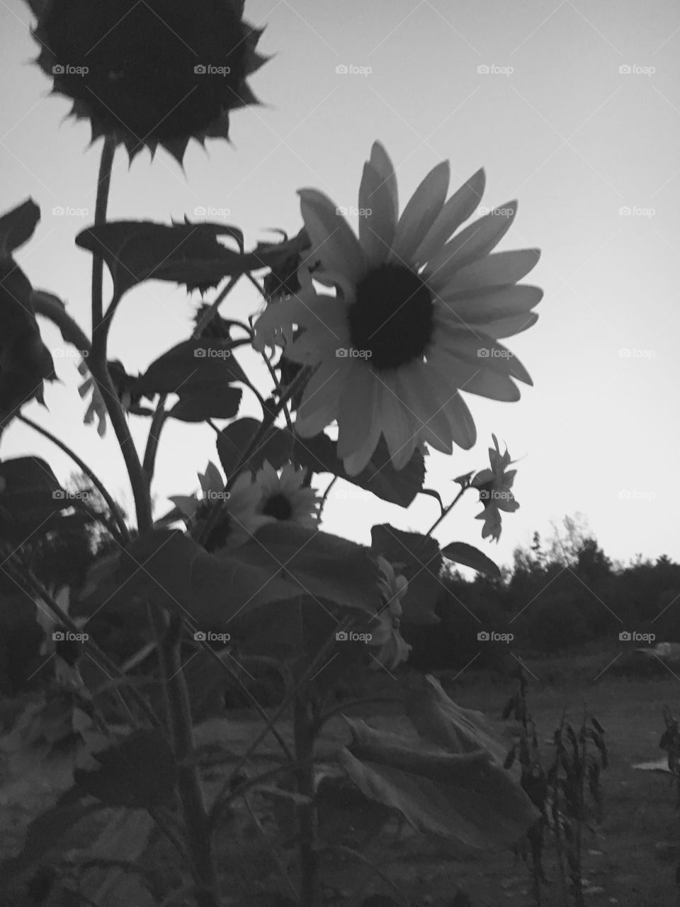 Backyard sunflower