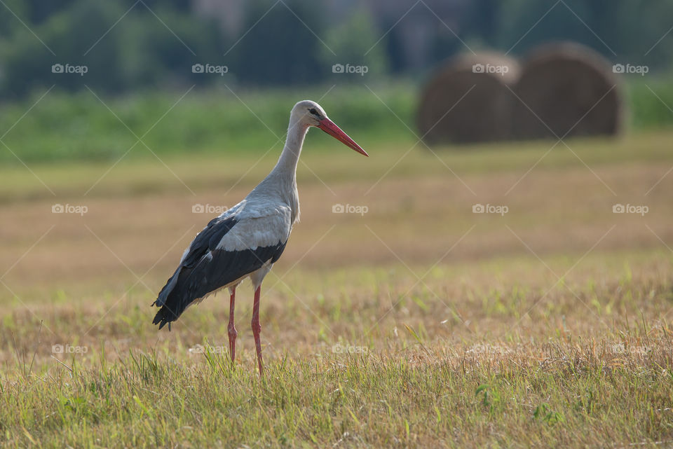 white stork