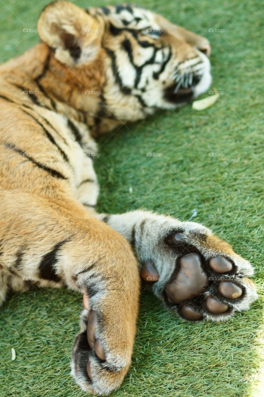 Tiger Cub Paw