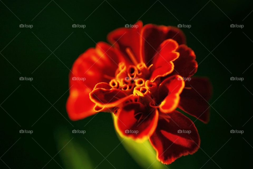 Glowing Marigold Flower