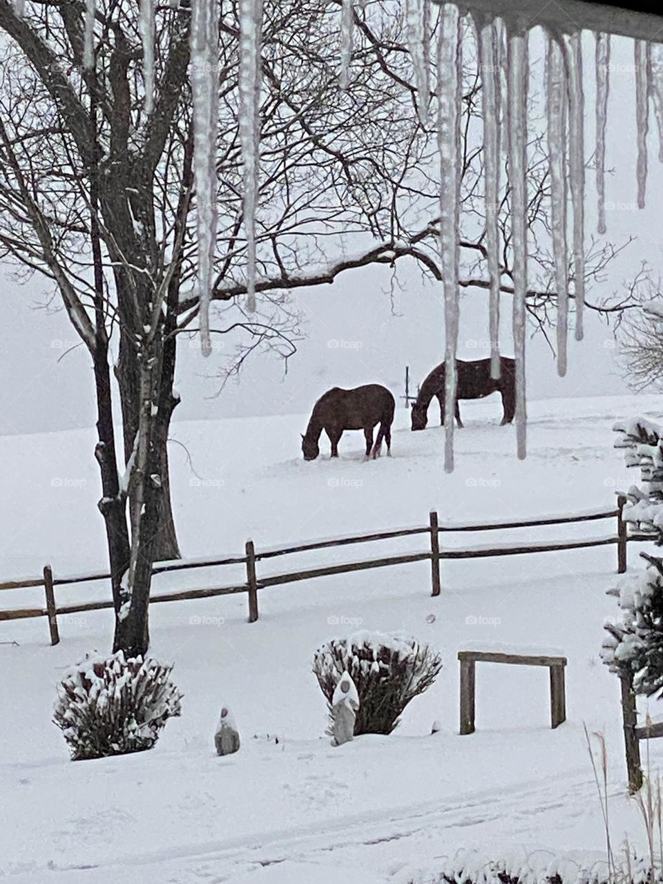 Horses in the snow 