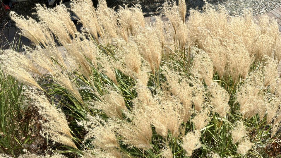 Jersey sea oats