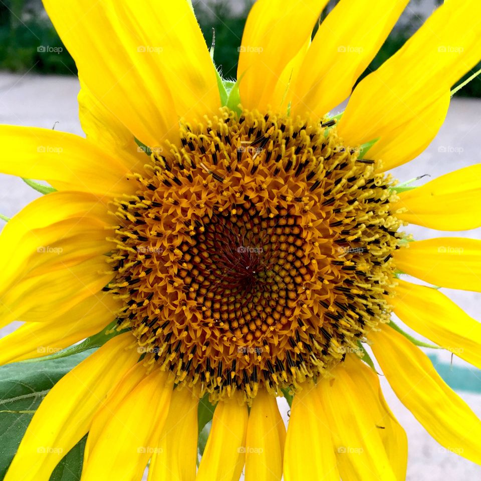sunflower