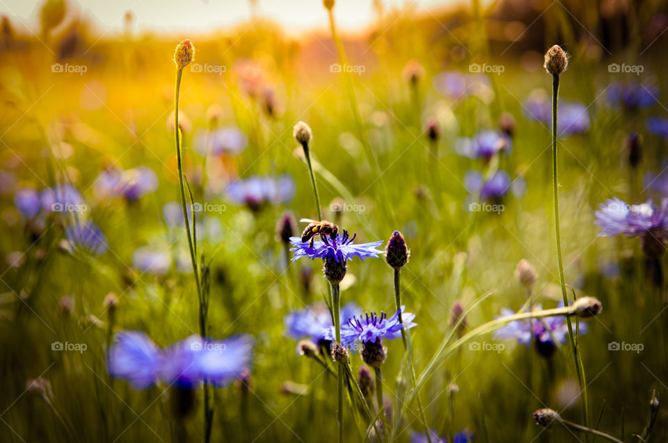 Bee on Violett wildflowers field  at sunset 