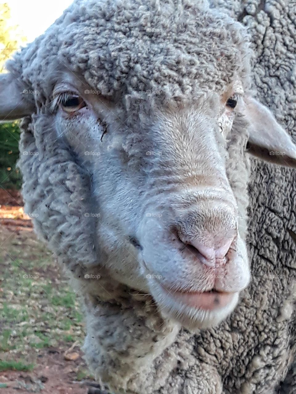 pet merino sheep