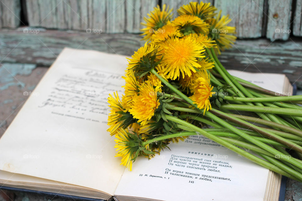 Book, Dandelion, flower, vegetation, plants, meadow, meadow, village, sun, summer, heat, nature, landscape, still life, yellow, white, beautiful, furry,