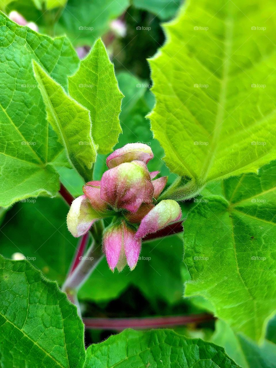Common devils claw - Latin name-Proboscidea louisianica