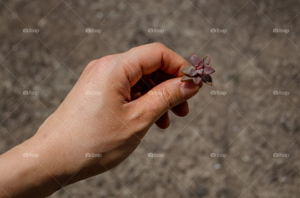 portrait of a plant.
