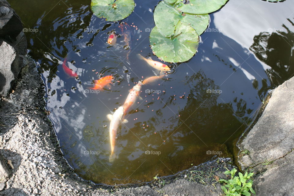 feeding time in the pond