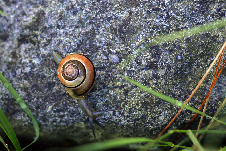 Snail on the way down.