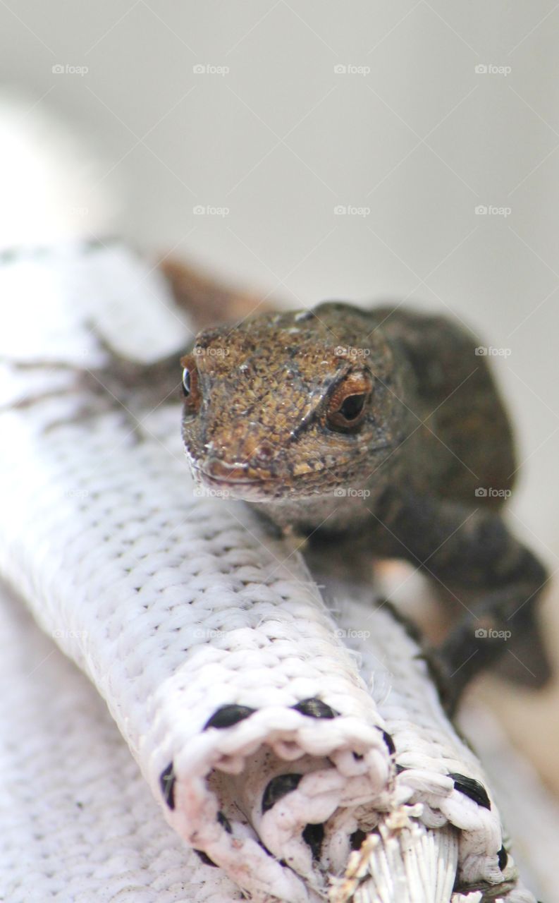 Brown anole lizard