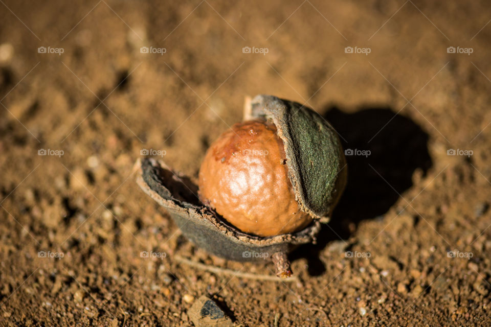 macadamia nut opening up