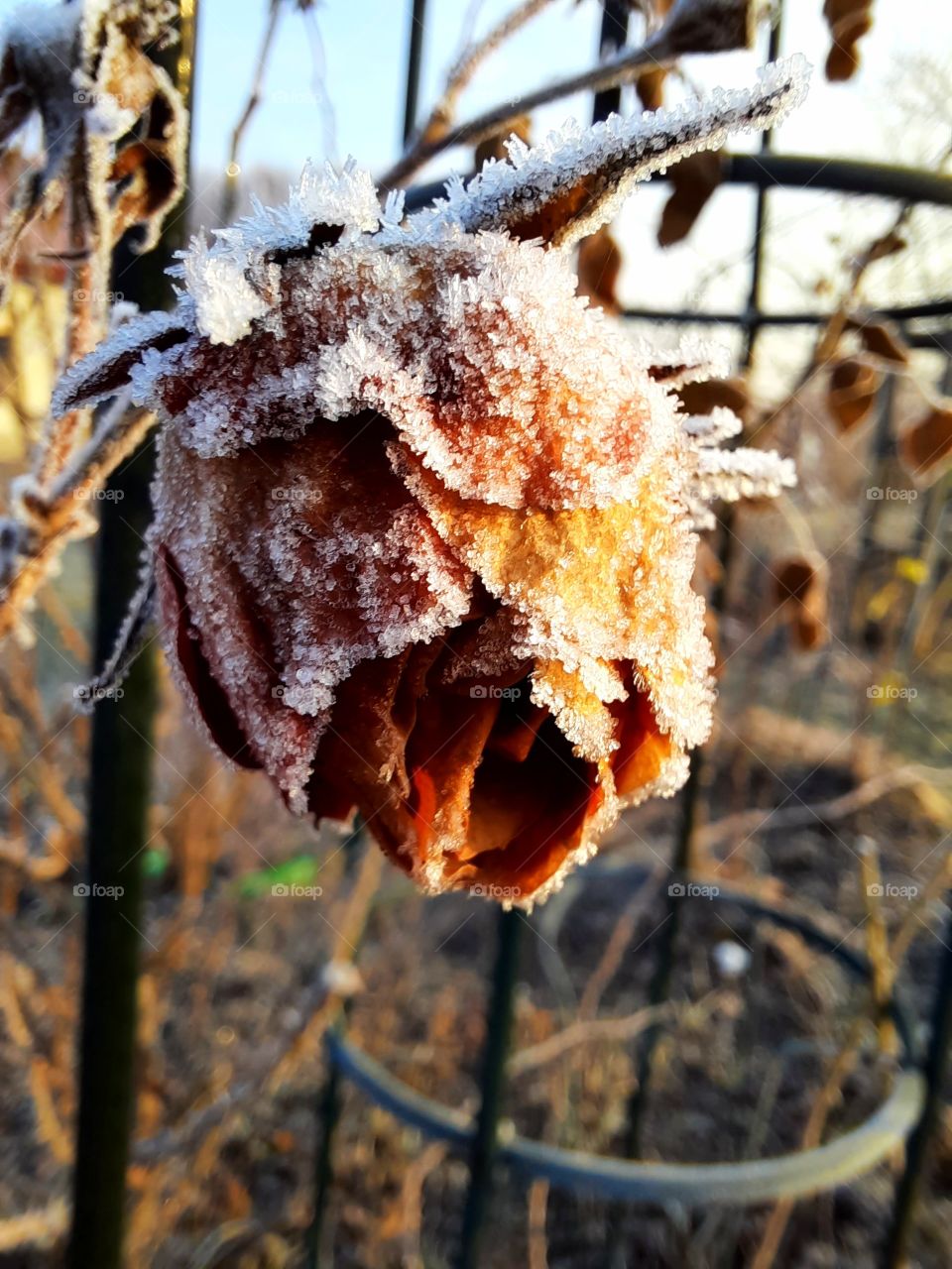 crystals of ice on dried petals of autumn rose