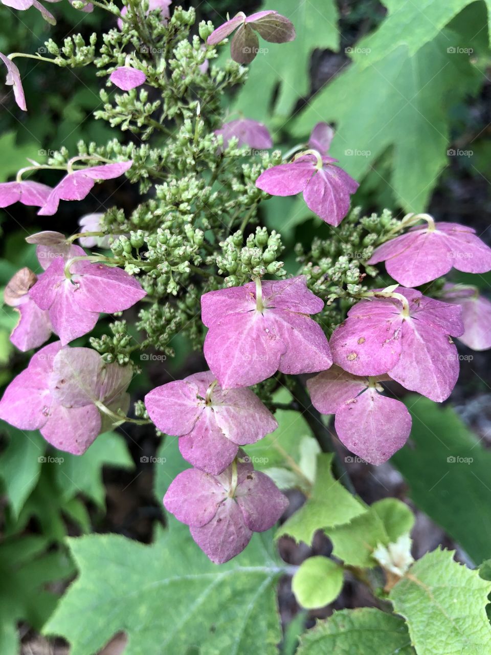Closeup oak leaf hydrangea blossom at end of bloom 