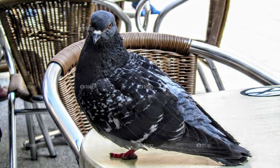A dove that lives in a Riga cafe ... July, 2019.