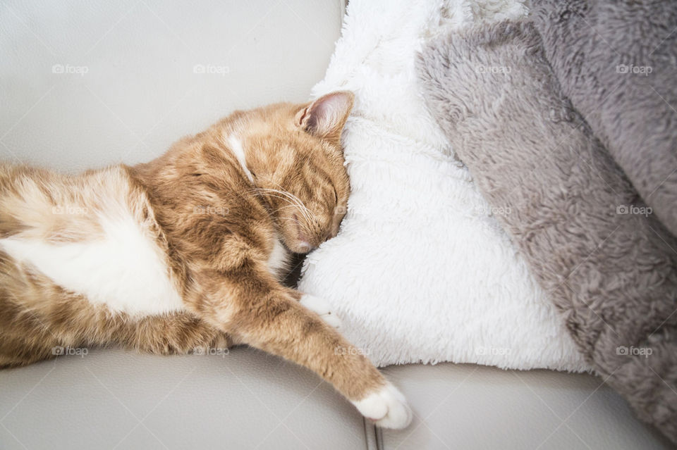 Cat sleeping on couch