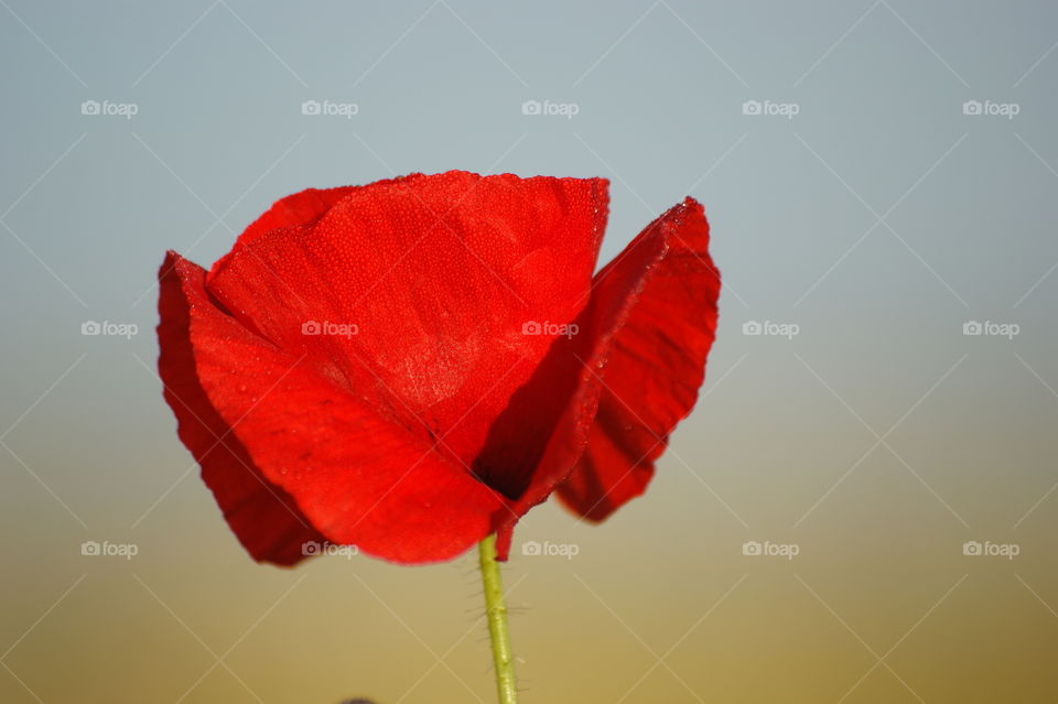 The Poppy