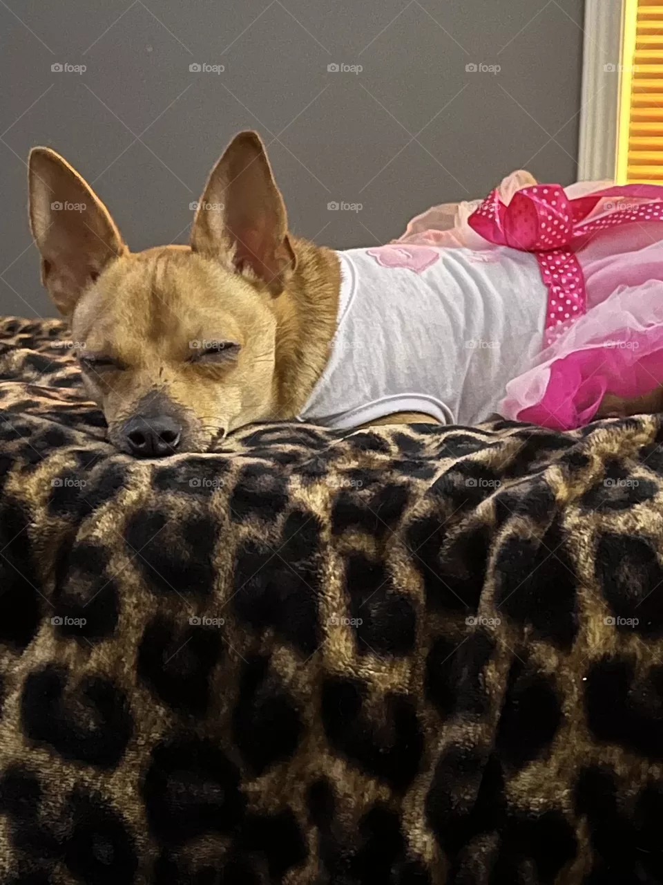 A little Dog nap 