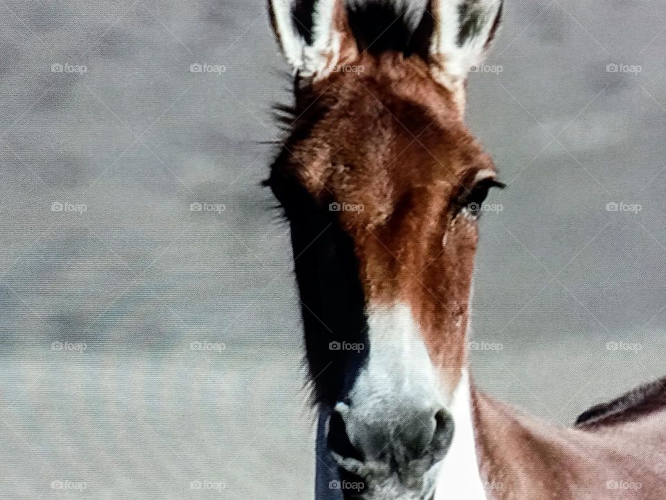 one donkeys photography