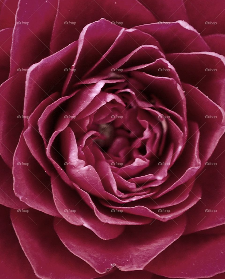 A Rose
