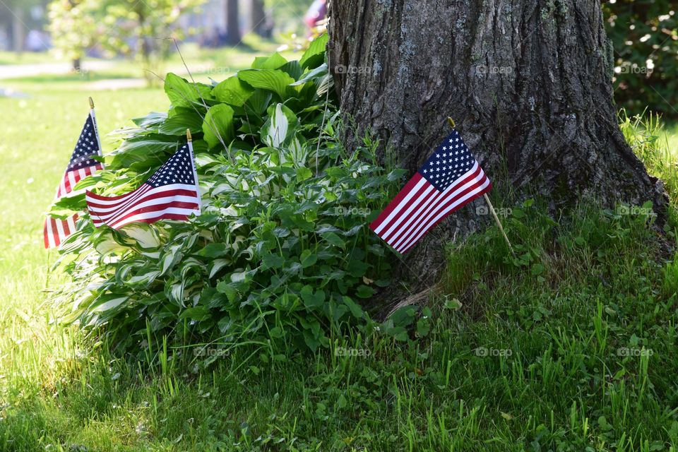 Patriotic Lawn