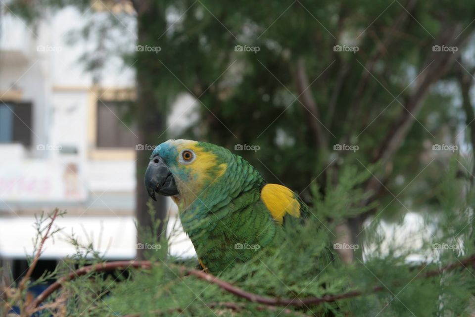 parrot