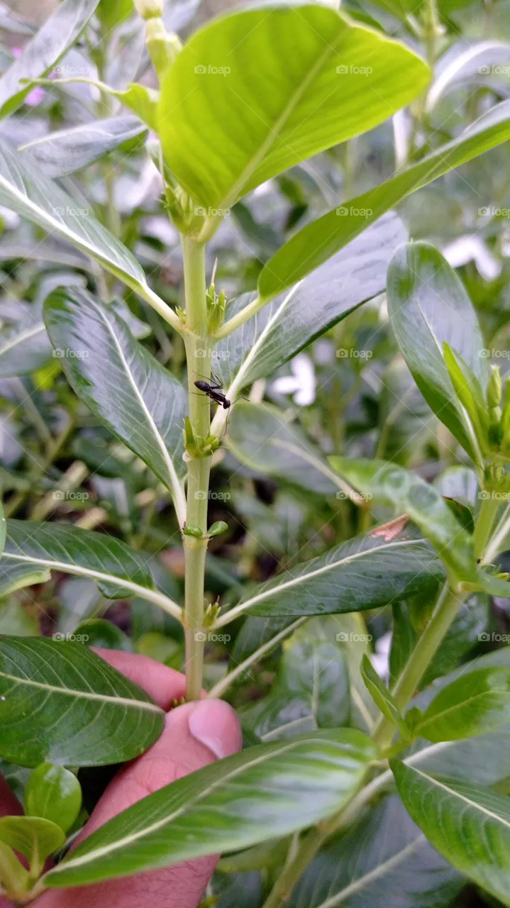 ant on plant