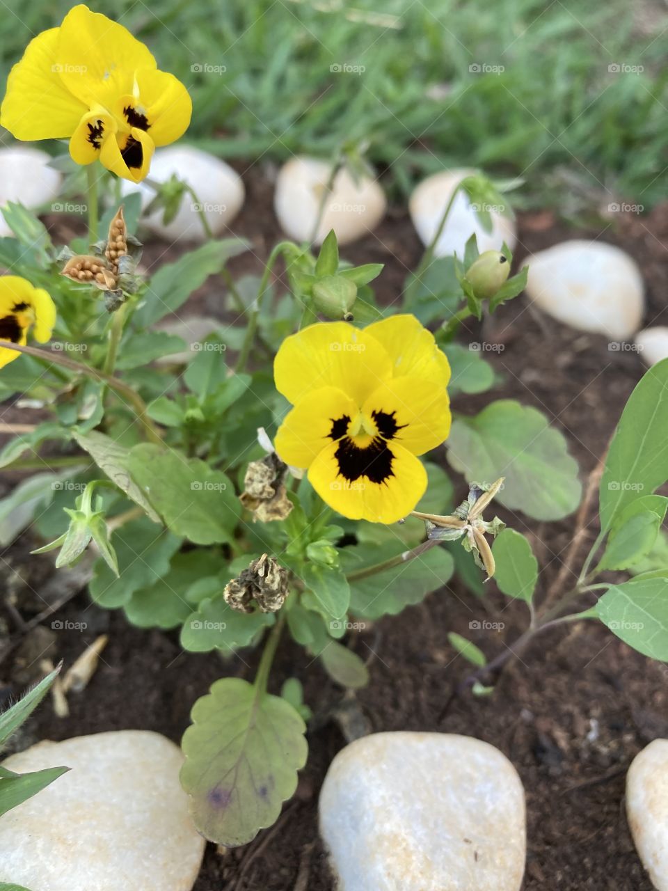 🌹 🇺🇸 Very beautiful flowers to brighten our day.  Live nature and its beauty. Did you like the delicate petals? / 🇧🇷 Flores muito bonitas para alegrar nosso dia. Viva a natureza e sua beleza. Gostaram das pétalas delicadas? 