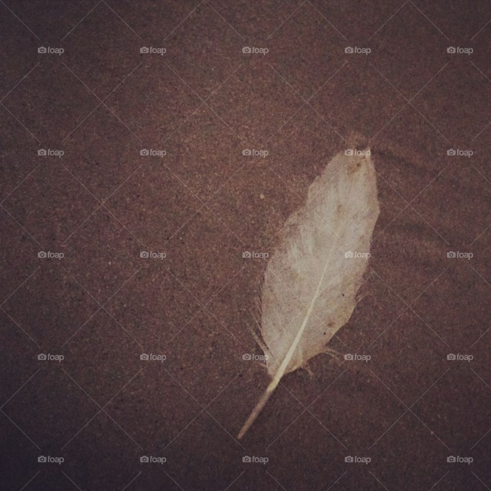 Beach feather