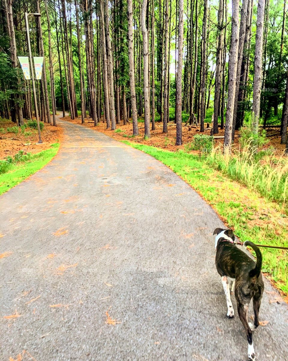 Hike with the puppy 