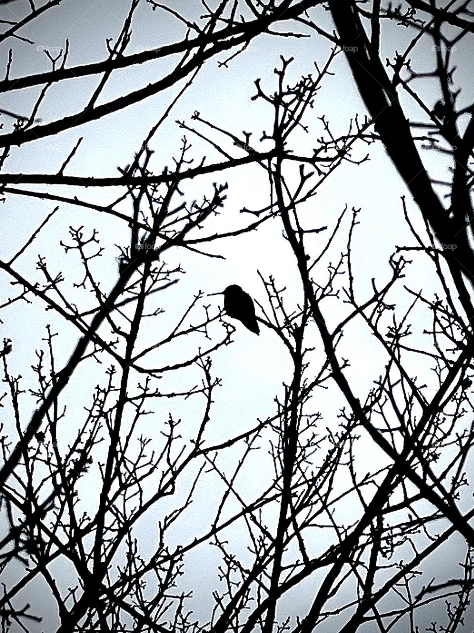 Hummingbird Perching