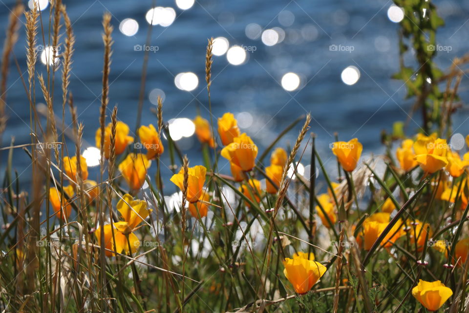 Poppy flowers