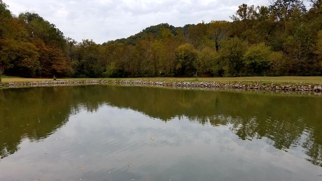 tree line pond in community