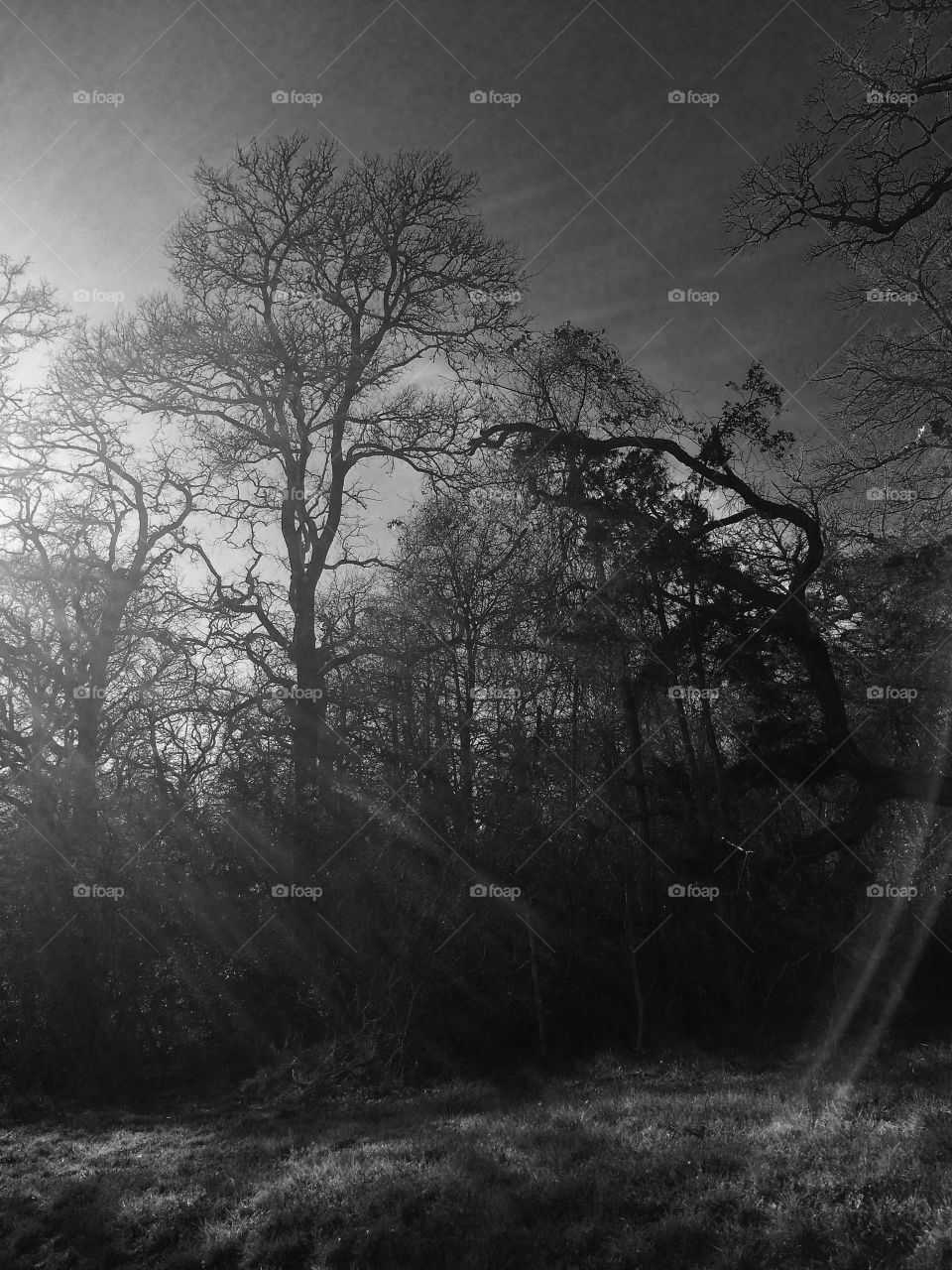 Forest with sun glare. Black and white forest with sun glare