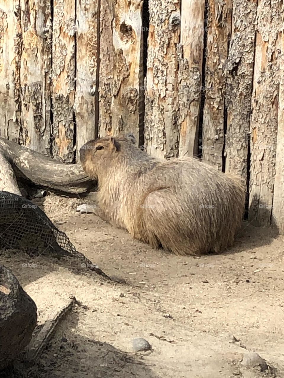 Capybara