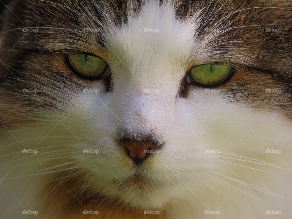 Cat closeup