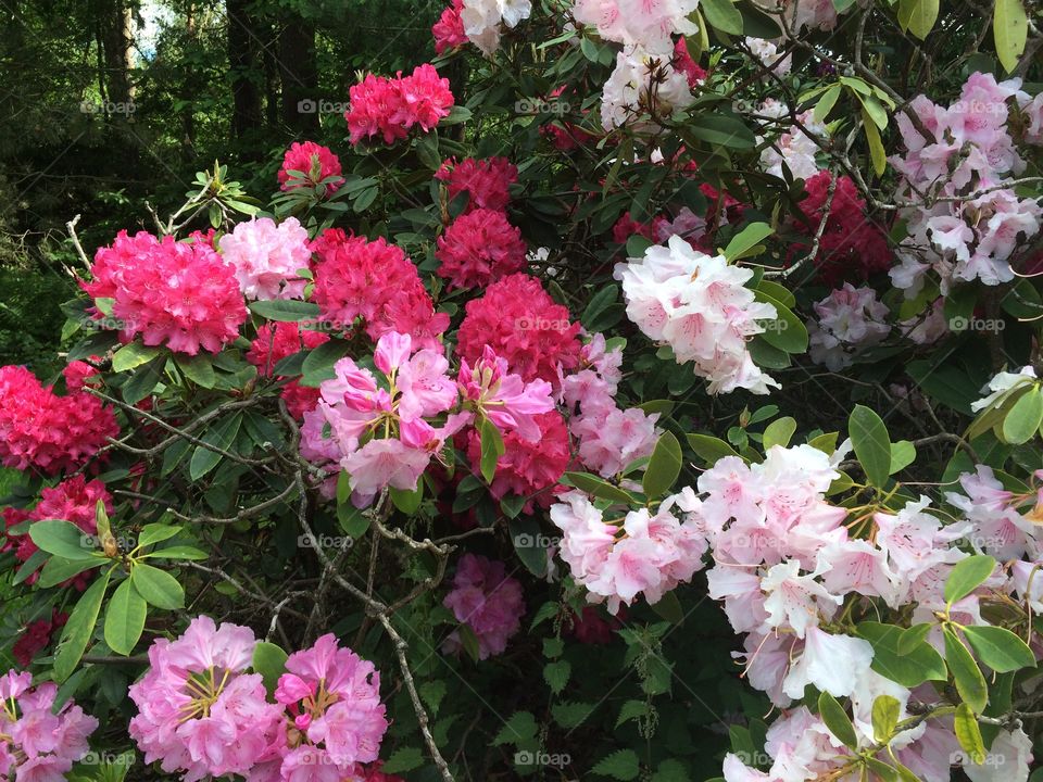 Rhododendrons, Surrey, England