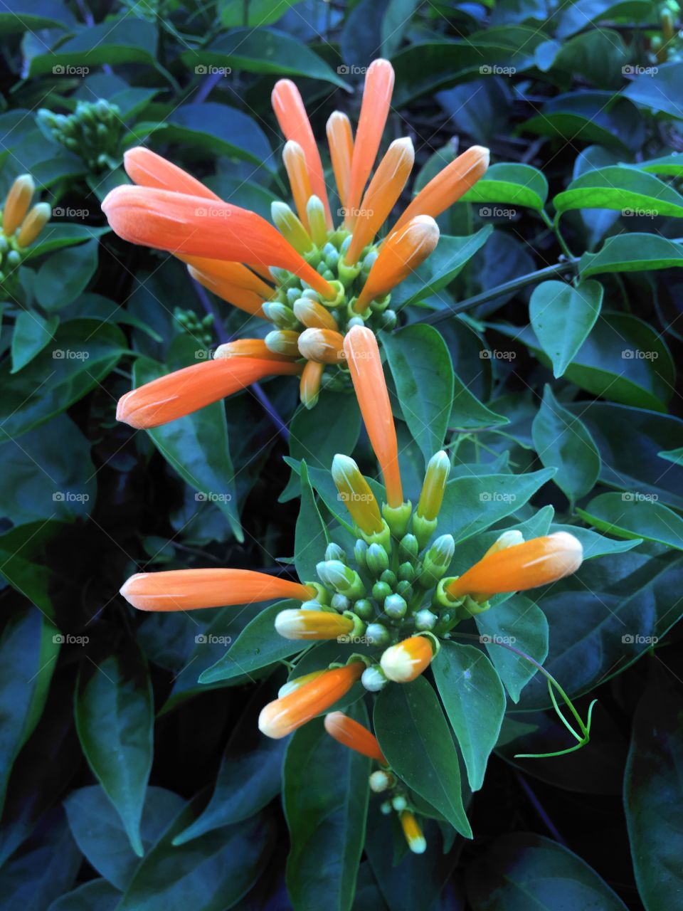 Tropical flowers exploding orange and yellow