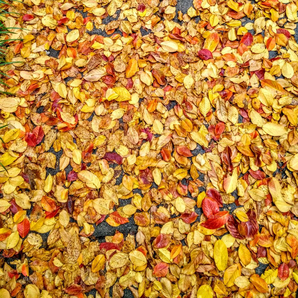 Field of Leaves