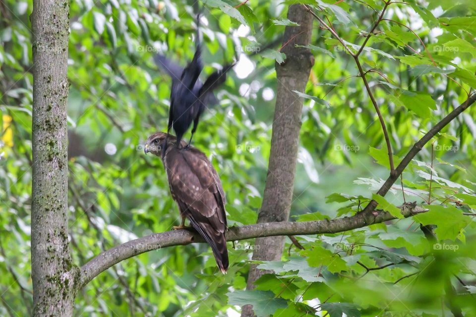 Buzzard attacked by a crow