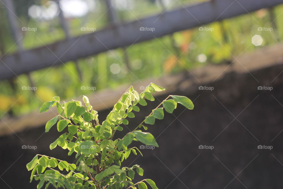 Leaf, Flora, Nature, Tree, Growth