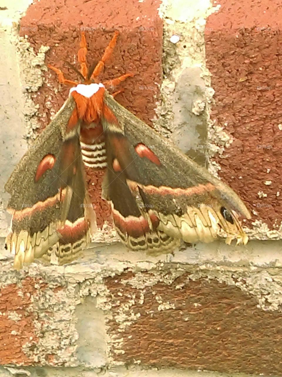 Beautiful. Moth