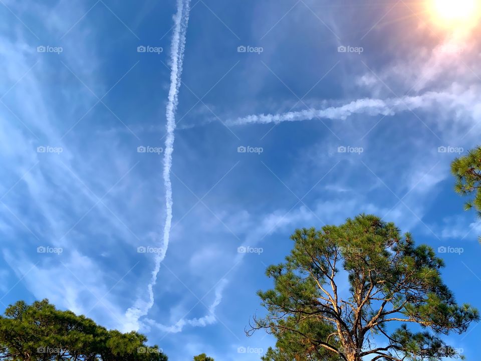 Bright blue sky on a sunny day with contrail clouds and pine trees.