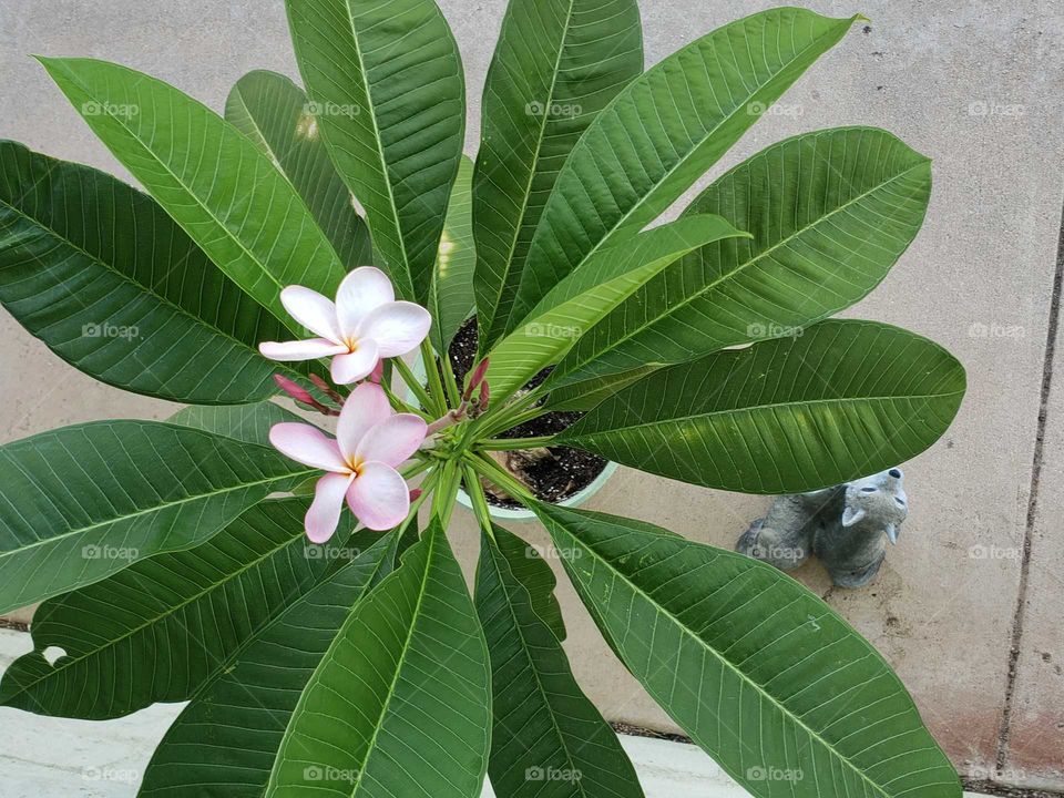 blooming plumeria