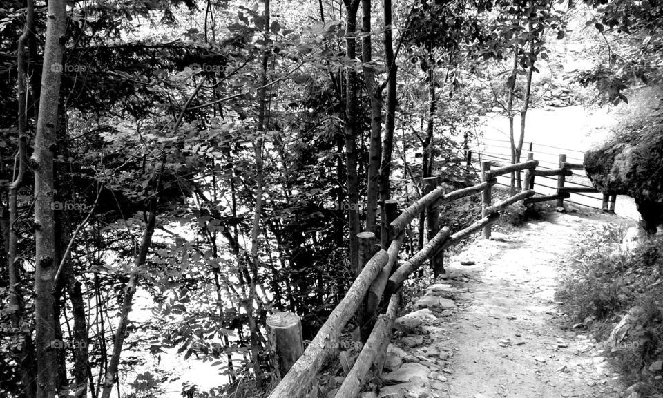 The walkway of nature