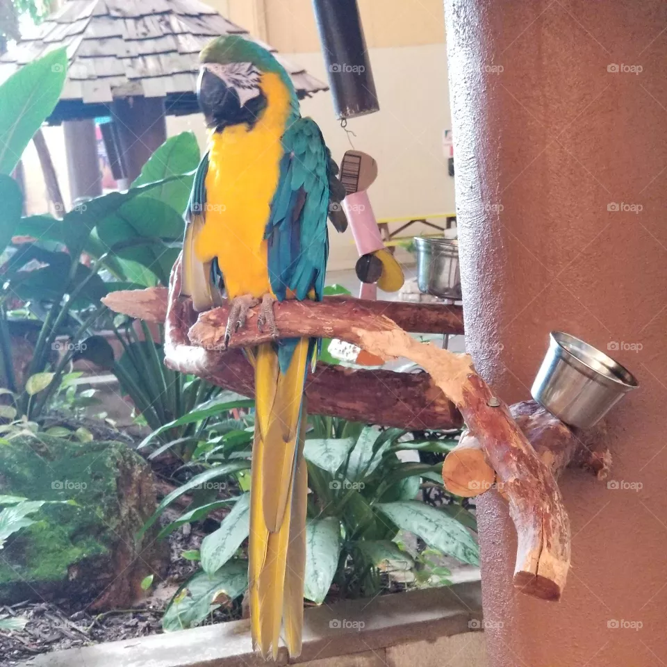 Pretty Parrot