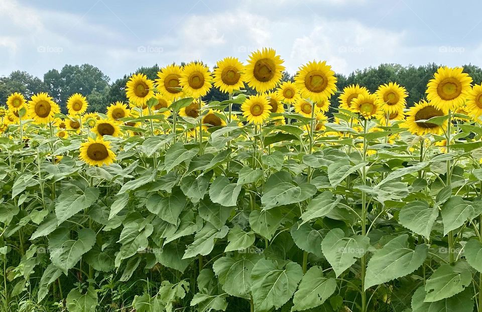 Sunflowers in a row